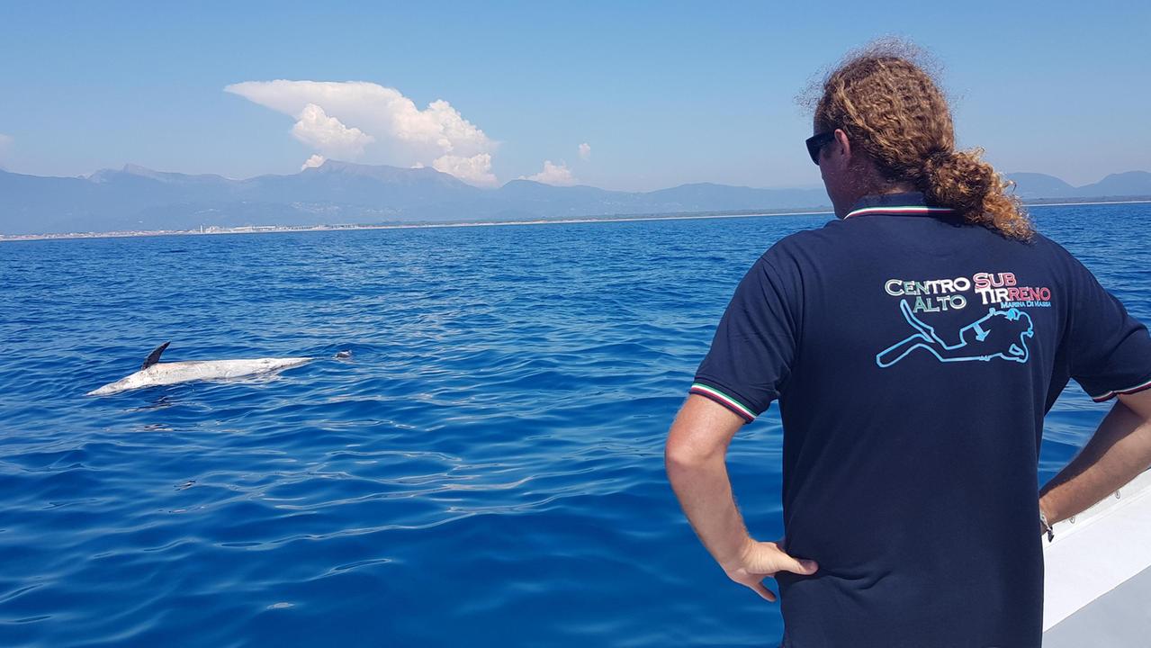 Il delfino trovato morto a Viareggio mercoledì 31 luglio
