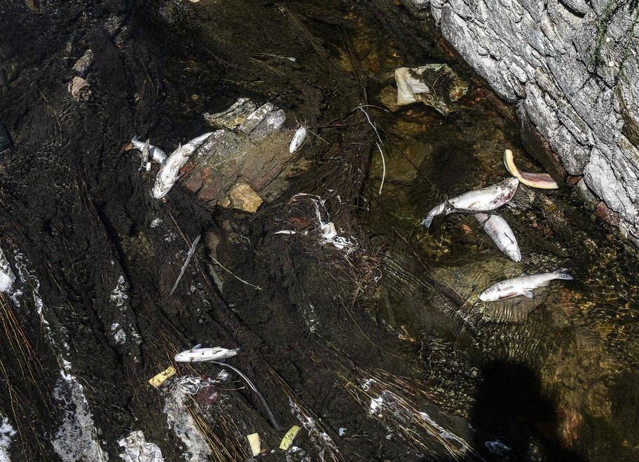 Livello dell’acqua ridotto ed è una strage di pesci 