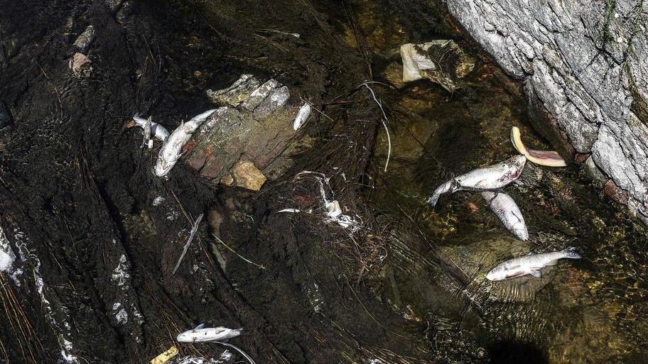 Livello dell’acqua ridotto ed è una strage di pesci