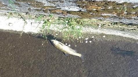 Manca l’acqua, i pesci muoiono