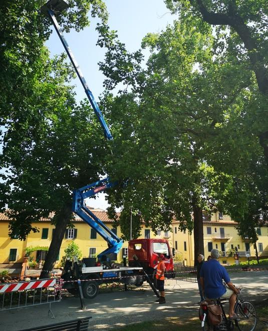 Ramo caduto sulle Mura i controlli dell’agronomo