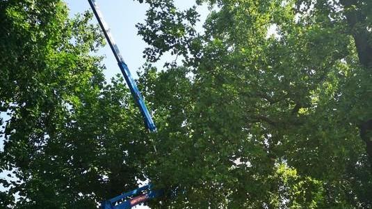 Ramo caduto sulle Mura i controlli dell’agronomo