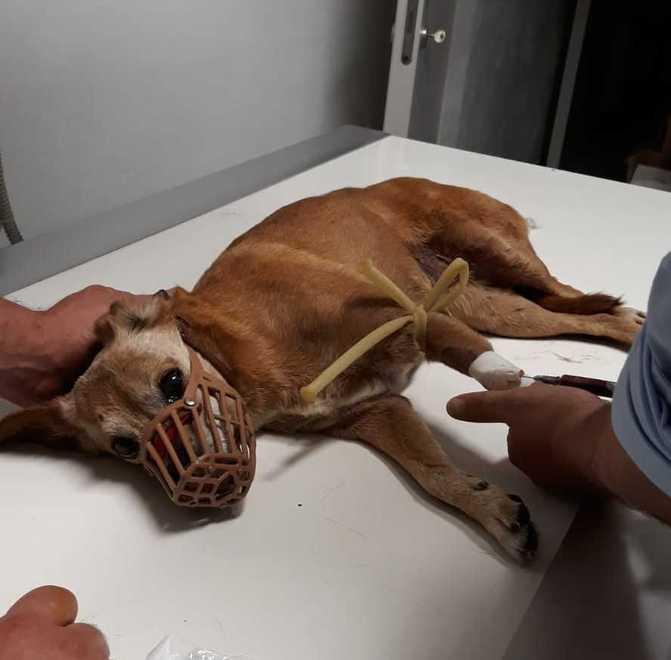 Cagnolina si rifugia in un’auto e finisce a Cremona: investita
