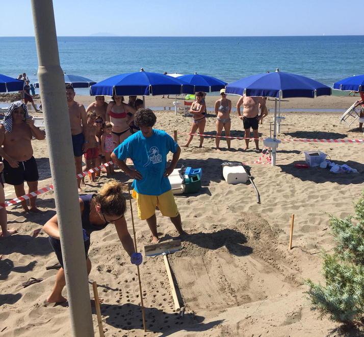 Un nido di tartaruga in mezzo agli ombrelloni 