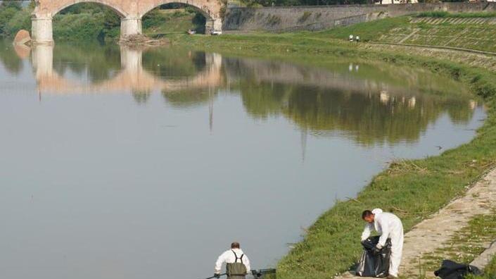 Via alla pulizia del fiume Arno dopo la strage di muggini
