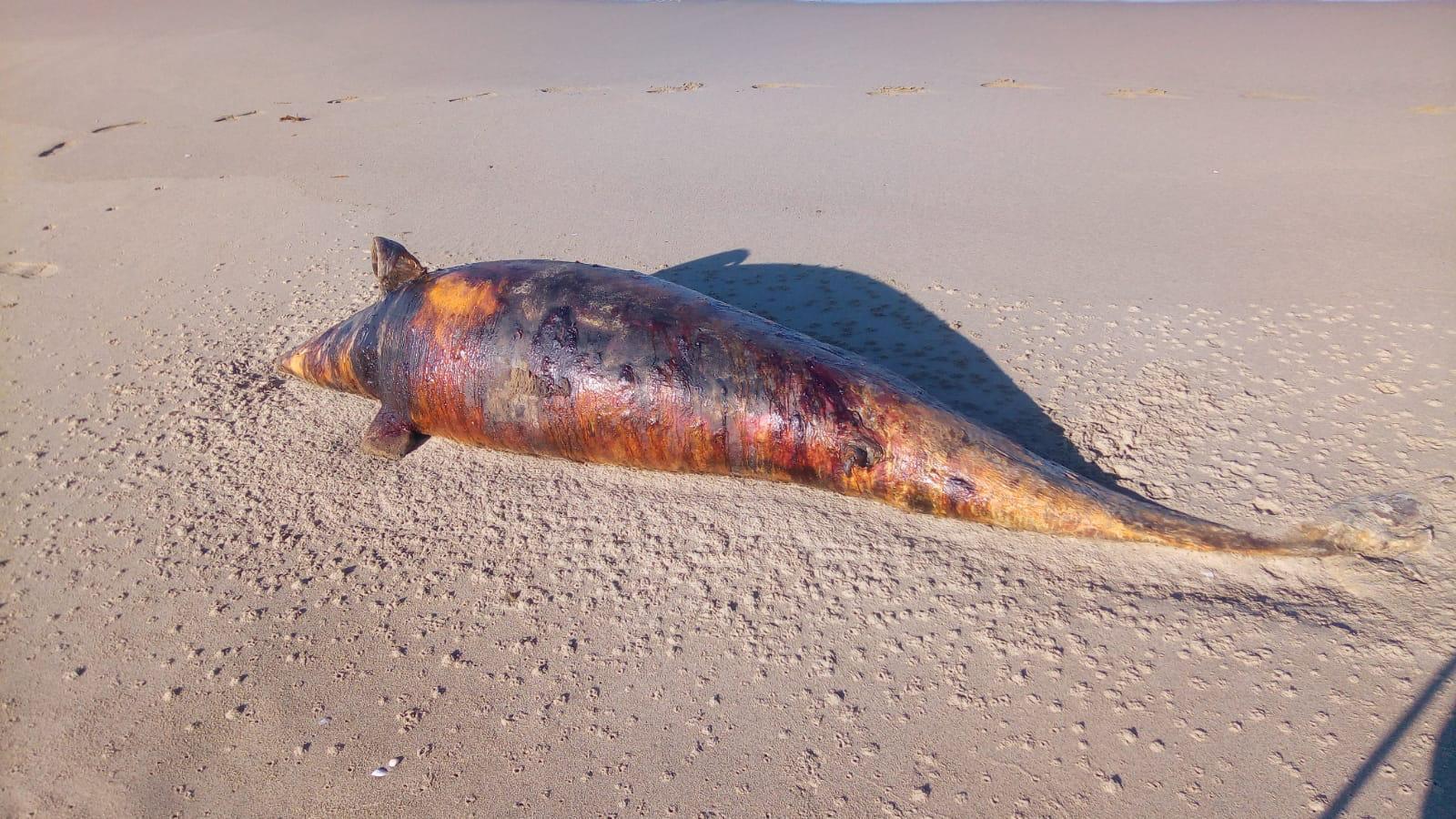 Il delfino ritrovato nella spiaggia di S. Rossore è il diciassettesimo dal 26 giugno