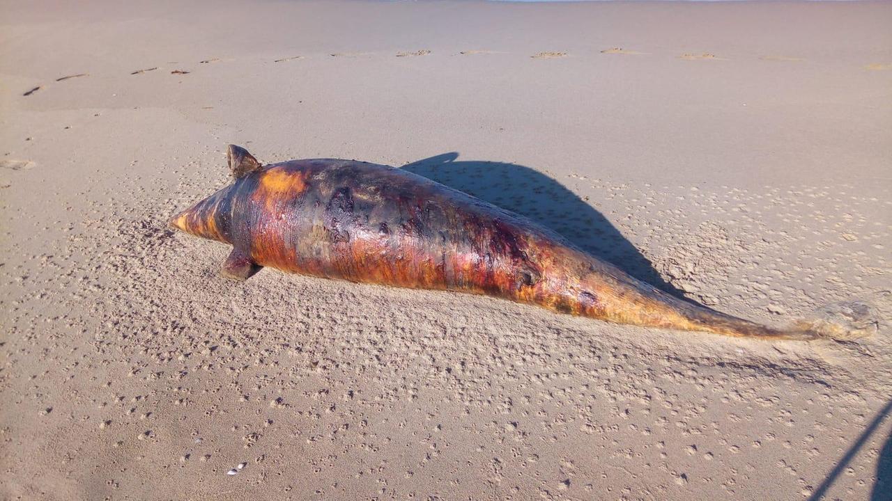 Il delfino ritrovato nella spiaggia di S. Rossore è il diciassettesimo dal 26 giugno