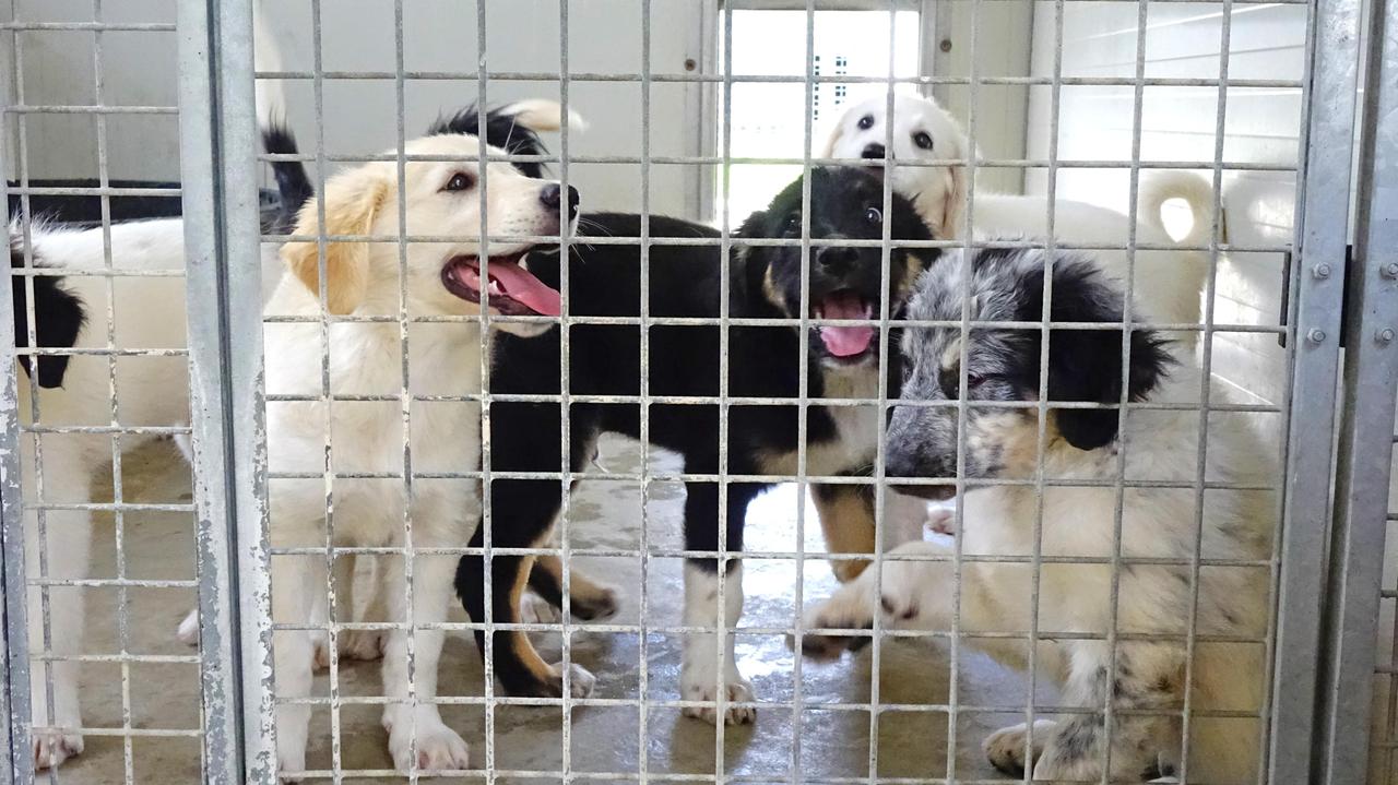 Adesso il Rifugio scoppia: sono centinaia gli animali in attesa di un padrone