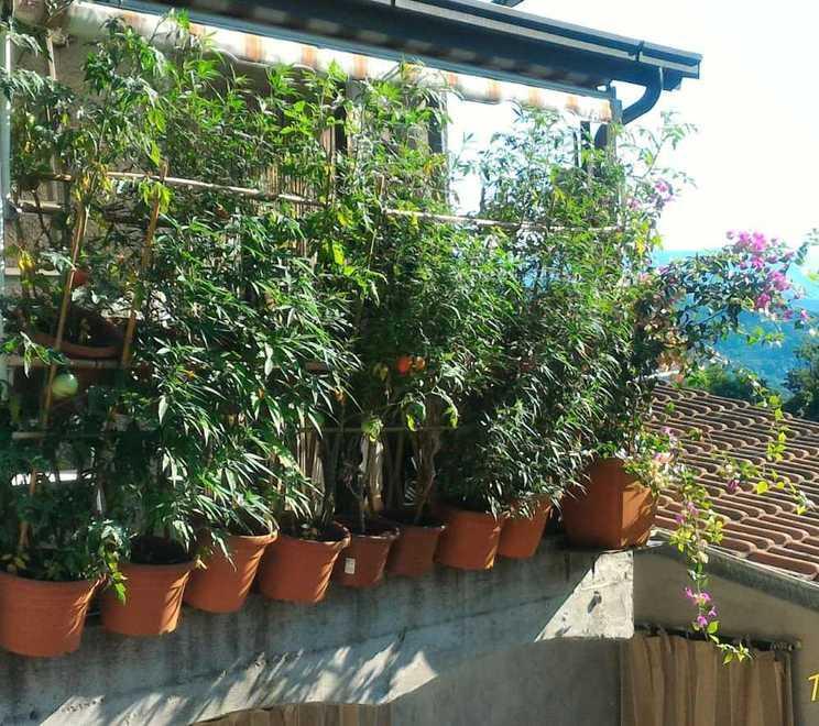 Finte piante di pomodoro per nascondere la cannabis, denunciato