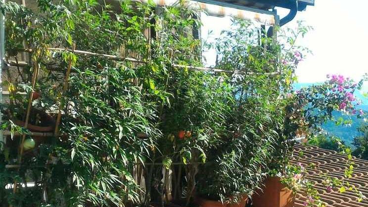 Finte piante di pomodoro per nascondere la cannabis, denunciato