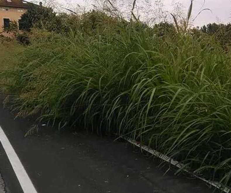 Lungo la Francigena una pista ciclabile invasa dall’erba alta 