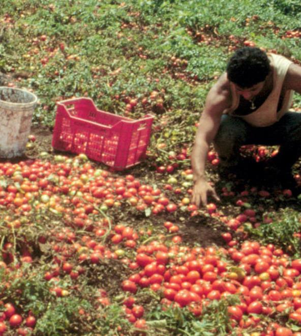 Lavoratori sfruttati nei campi, allarme di sindacati e Libera 