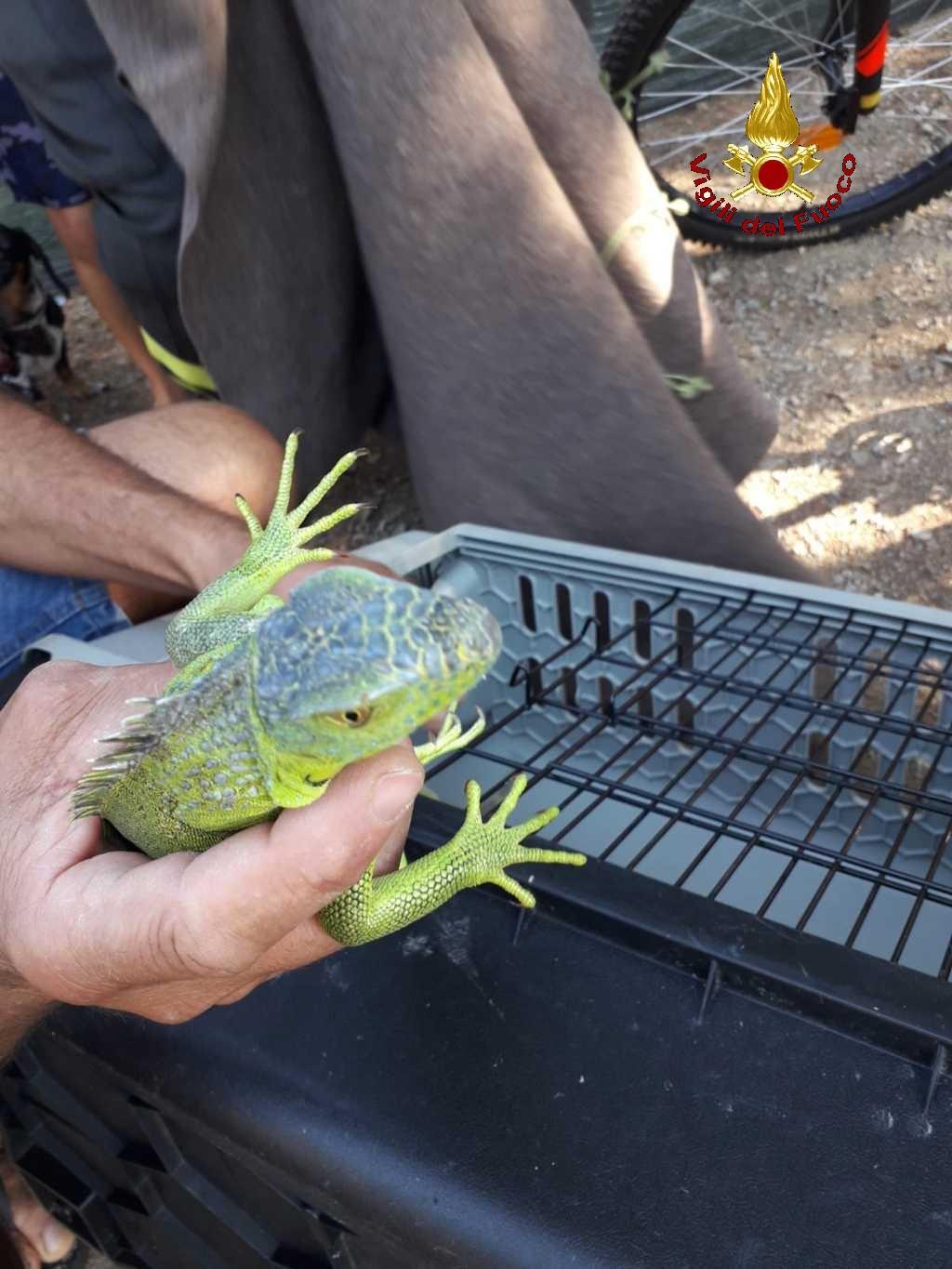 Trovano un'iguana a Gavorrano