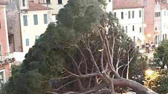 La storia del pino crollato in piazza nel giorno dell’addio ai due vecchi amici