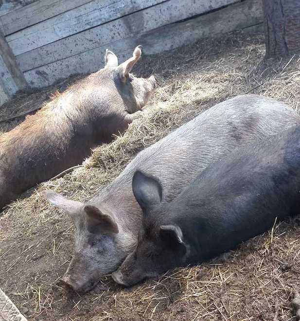 Tre maiali scappano da un castro e trovano la casa dove vivere 