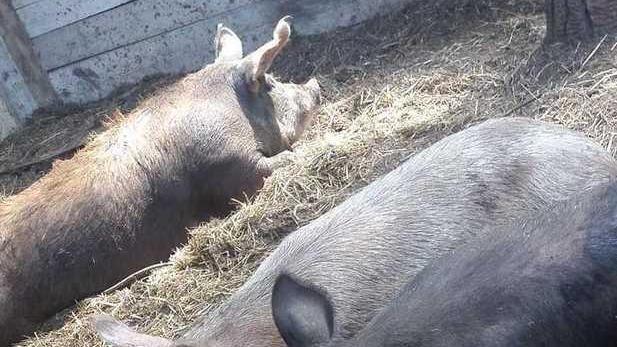 Tre maiali scappano da un castro e trovano la casa dove vivere