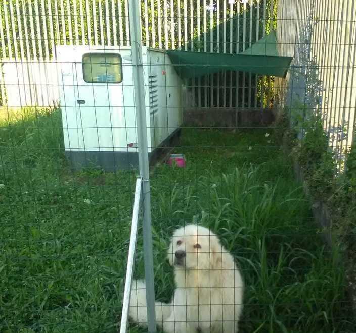 Cane in caserma alla stradale La Uil contro la dirigente 