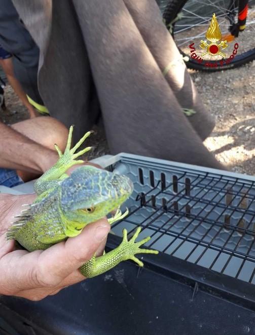 Iguana fugge da casa Trovata in zona piscina