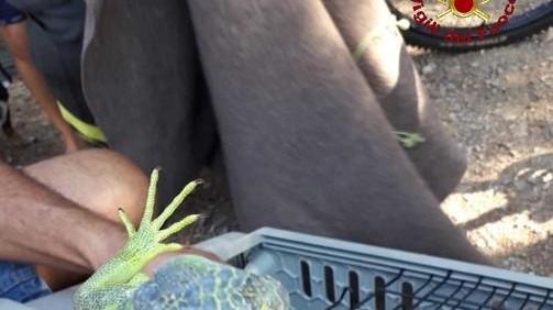 Iguana fugge da casa Trovata in zona piscina