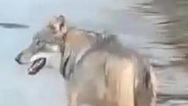 Capre sbranate, si pensa a un attacco dei lupi