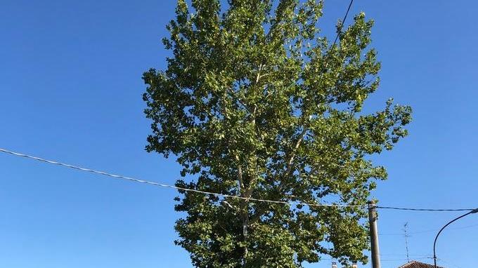 Albero pericoloso in strada