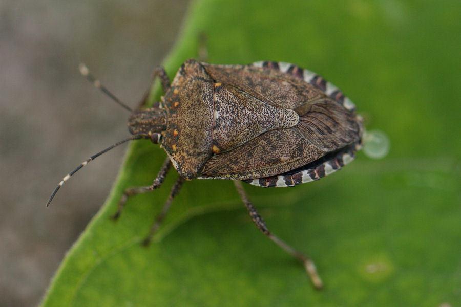Cimice asiatica, l'allarme di Confagricoltura a Modena: "Aziende danneggiate, serve un sostegno"