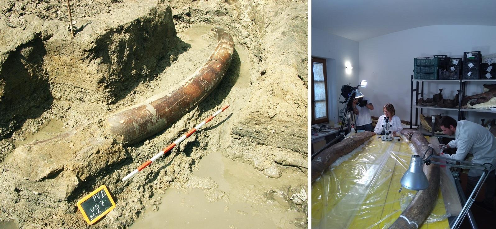 Zanne di elefante e Neanderthal di Maremma: il "caso” a Superquark di Piero Angela 