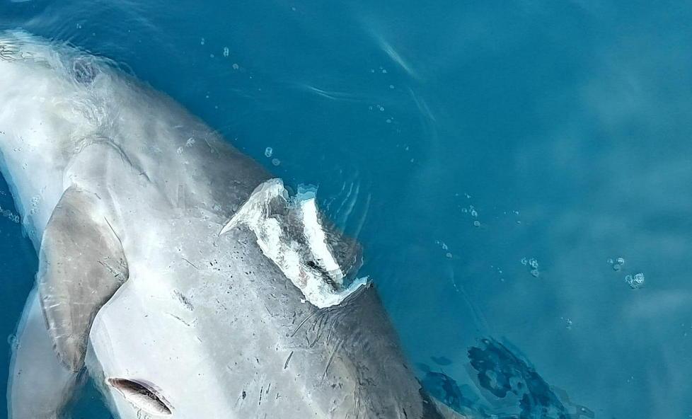 Un altro delfino morto, siamo a 35