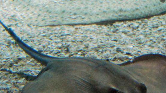 Incontri speciali: dopo razze, trigoni e barracuda, il “volo” della lepre di mare