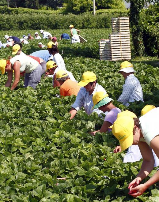 Aiuti all’agricoltura Via al bando comunale per la gestione rifiuti 