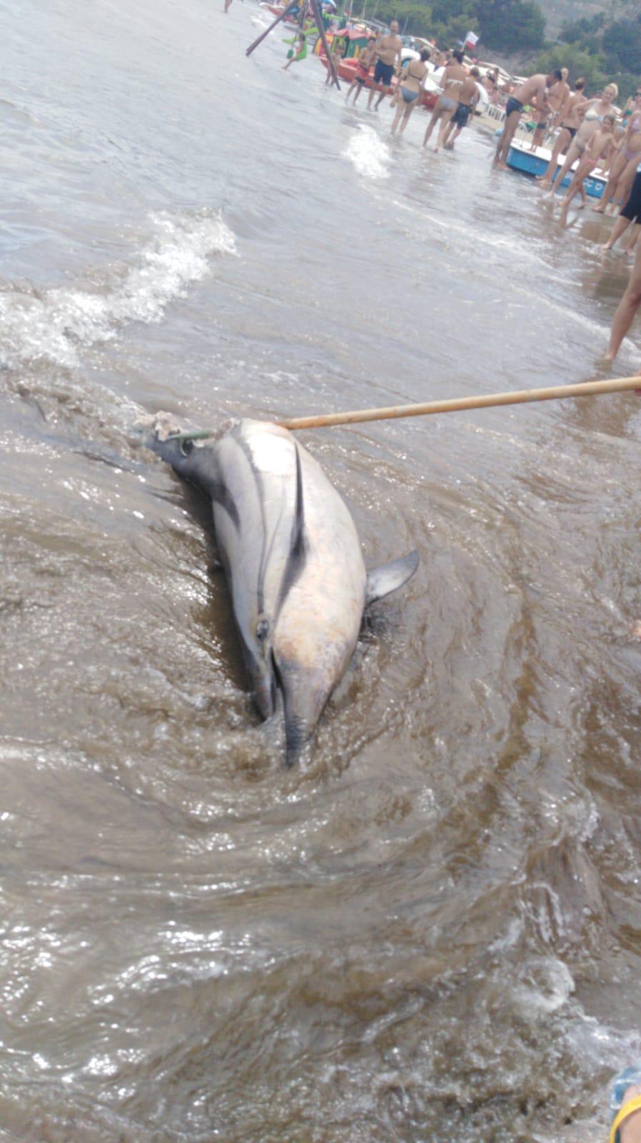 Il delfino ritrovato il 7 agosto sulla spiaggia della Feniglia