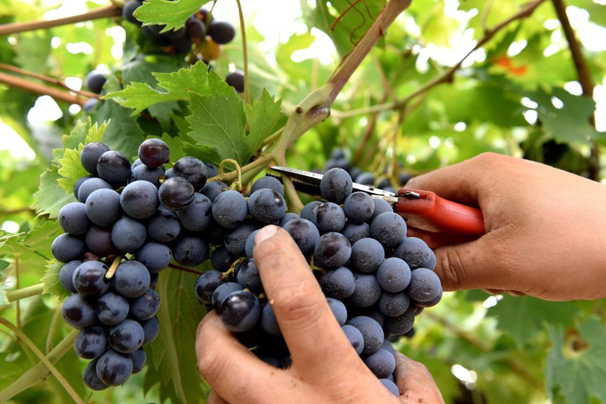 Confagricoltura, arriva una vendemmia "magra" in Emilia Romagna