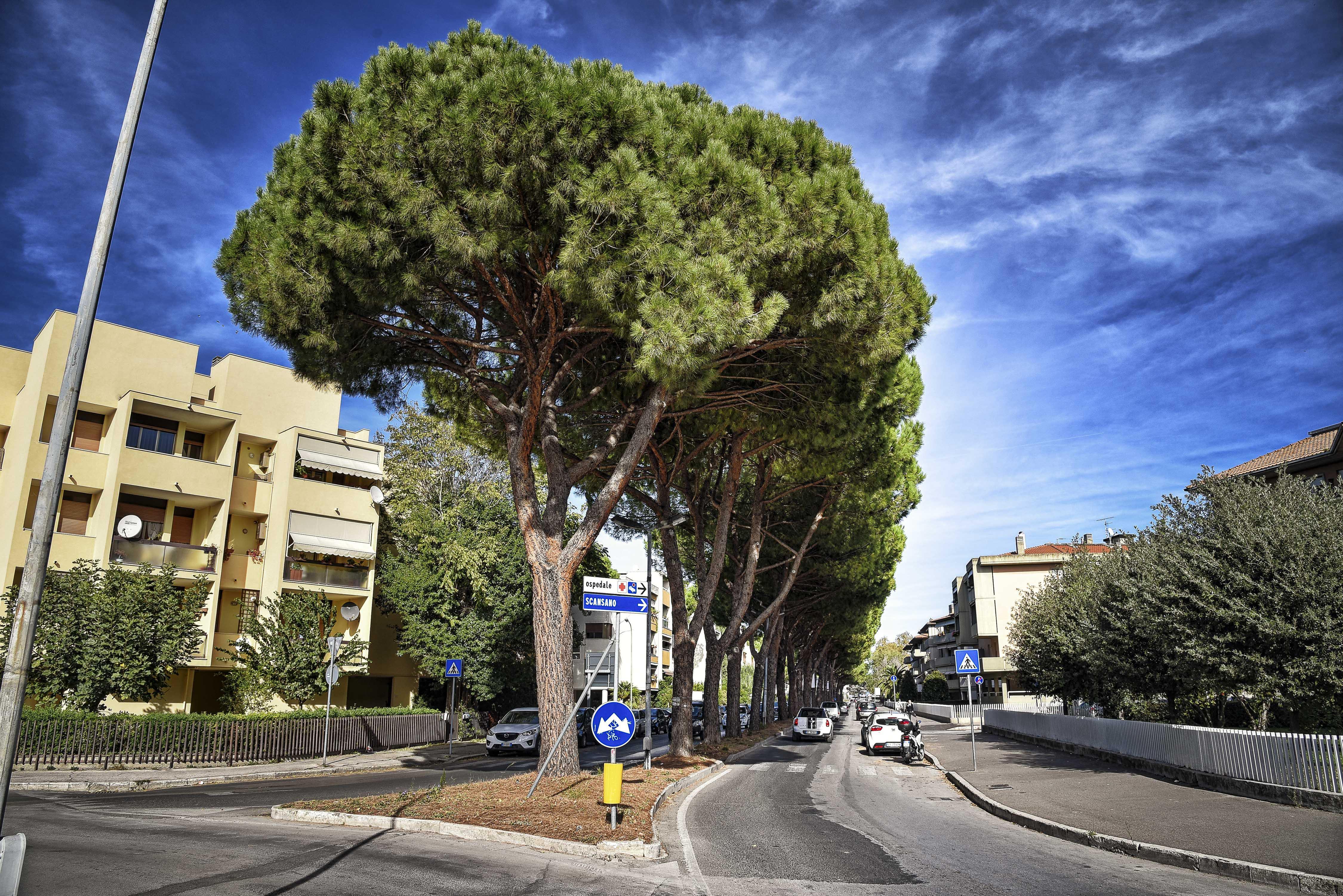 I pini di viale Mascagni a Grosseto (foto Agenzia Bf)
