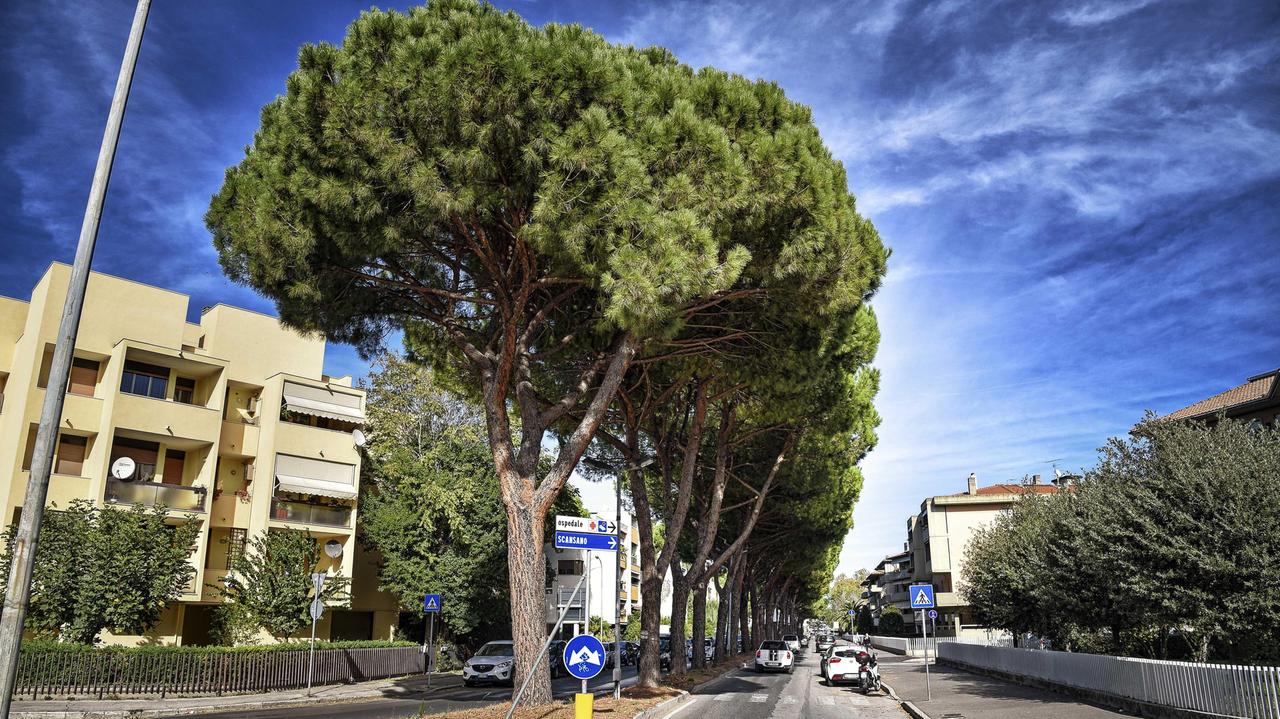 I pini di viale Mascagni a Grosseto (foto Agenzia Bf)