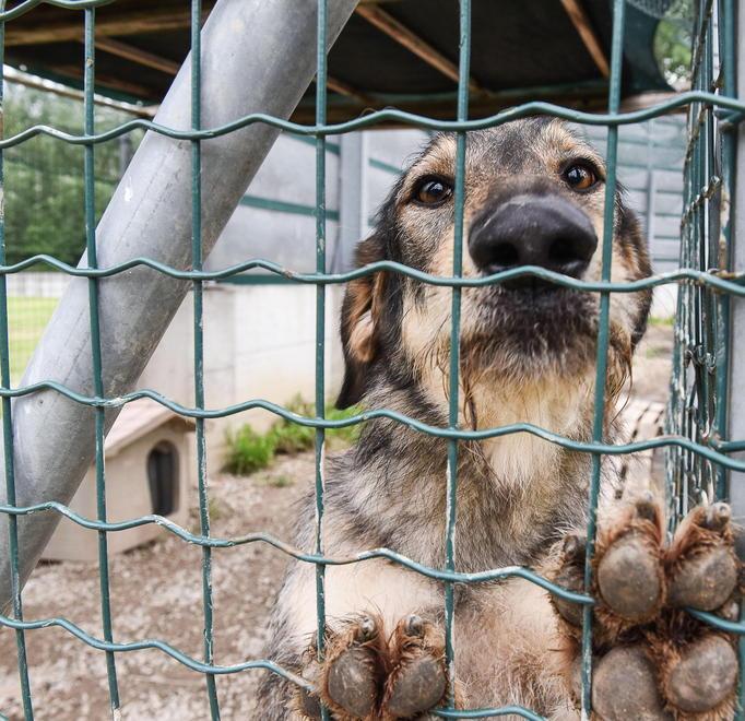 Un ricovero per animali al posto del vecchio canile 