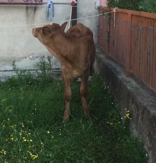 Sorpresa! L’animale smarrito è un vitellino