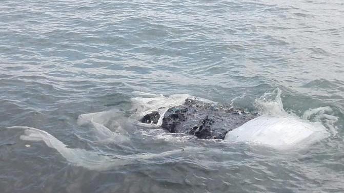 Piano di recupero delle 63 tonnellate di plastica in mare. Il Comune nella task force