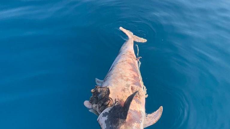 Il tursiope morto a cinque miglia dalla foce del Serchio
