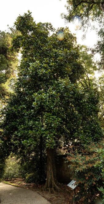 Gli “angeli verdi” dell’Orto Botanico Quante storie nascoste tra le foglie 