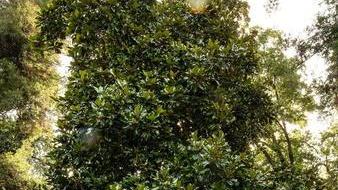 Gli “angeli verdi” dell’Orto Botanico Quante storie nascoste tra le foglie