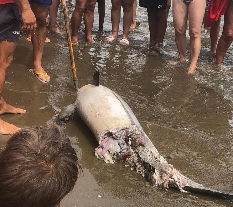 Un altro delfino spiaggiato È un esemplare di Stenella 