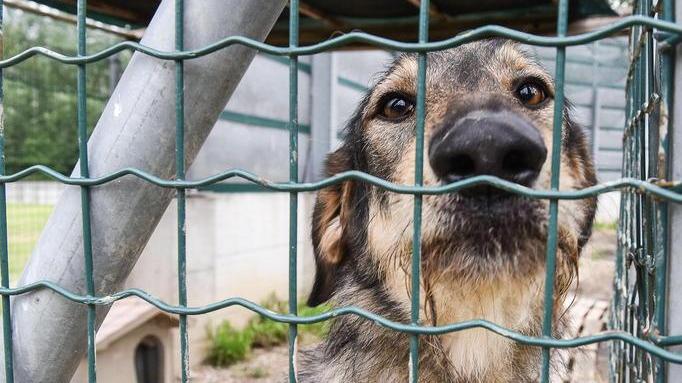 Un ricovero per animali al posto del vecchio canile
