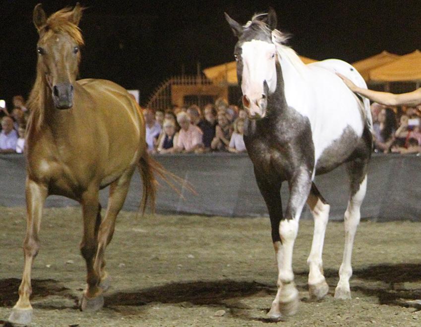 Spettacolo equestre all’agriturismo Balla coi Lupi 