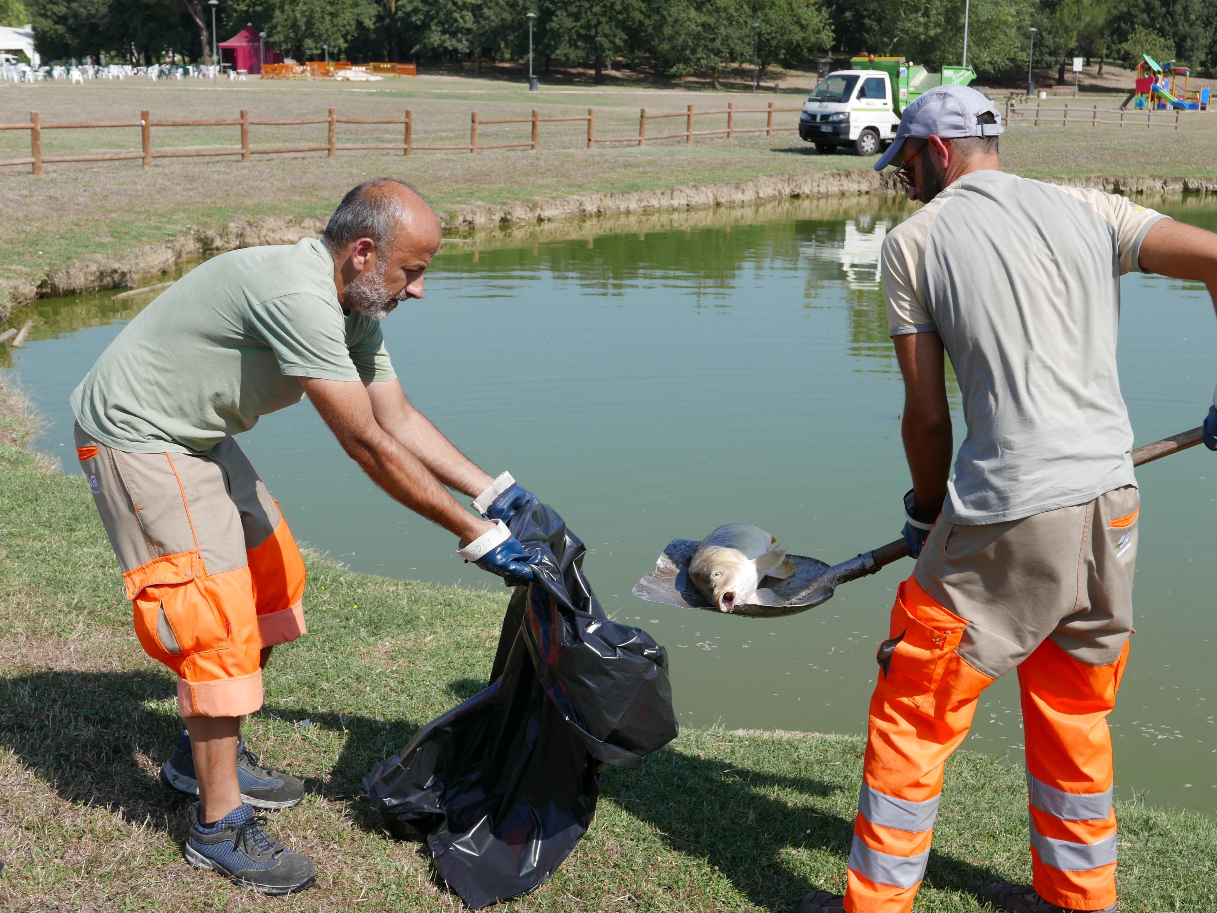 Gli operatori di Alia i pesci morti nel laghetto del Parco di Serravalle (foto Carlo Sestini)