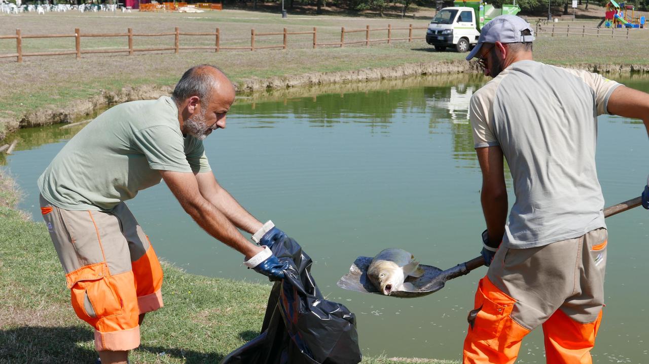Gli operatori di Alia i pesci morti nel laghetto del Parco di Serravalle (foto Carlo Sestini)