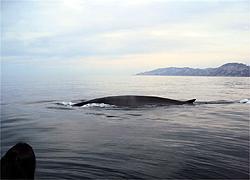 A Cala Gonone tornano i giganti dei mari