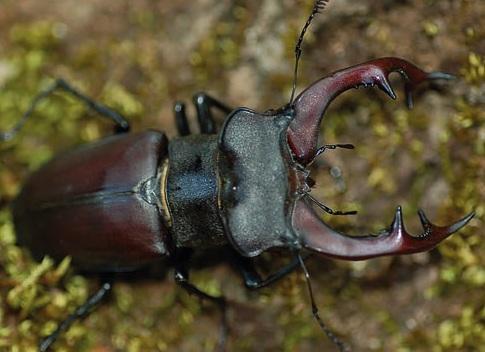 Rinvenuto esemplare di Cervo volante nel parco della Versiliana