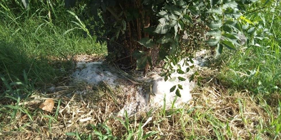 Sale alla pianta per ucciderla