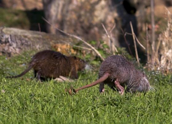 Ferrara, si amplia la caccia alle nutrie
