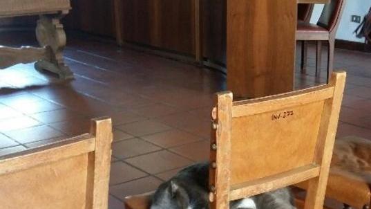 La sua casa è il municipio: storia di Frida, micia anarchica